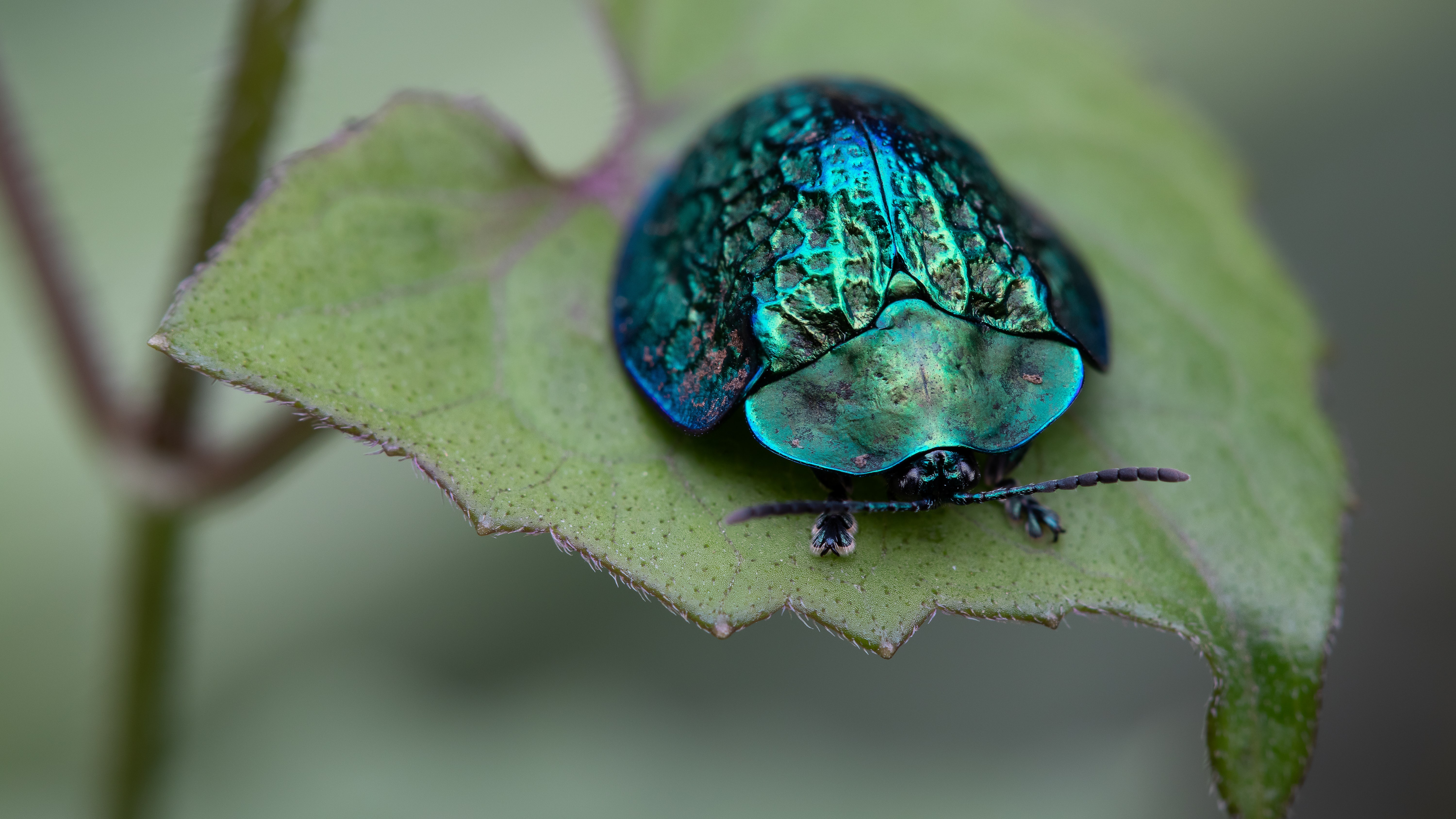 Beatle Insect Macro Animal Beetle 4k Ultra HD Wallpaper