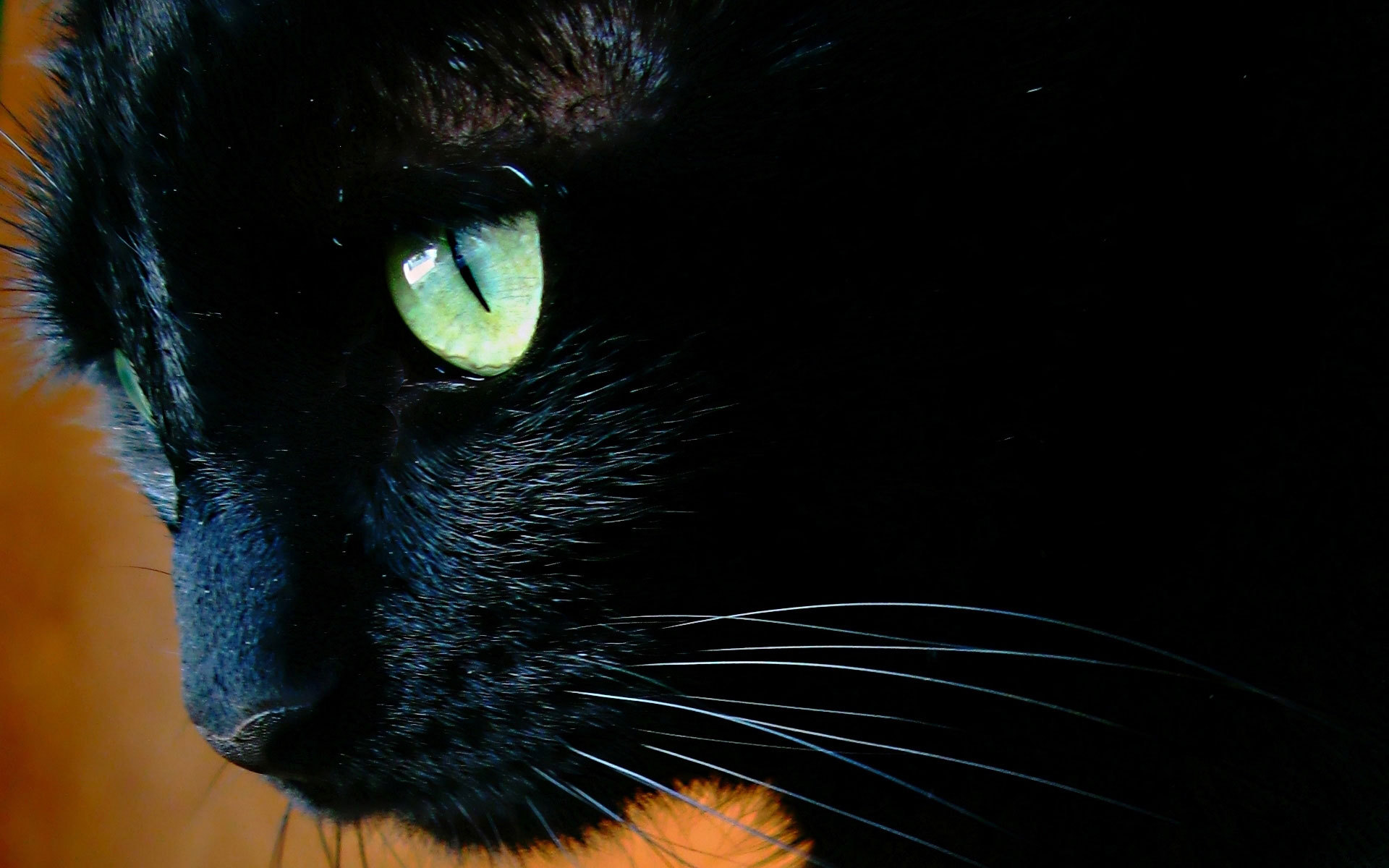 Black Cat With Green Eyes Close Up Wallpaper And