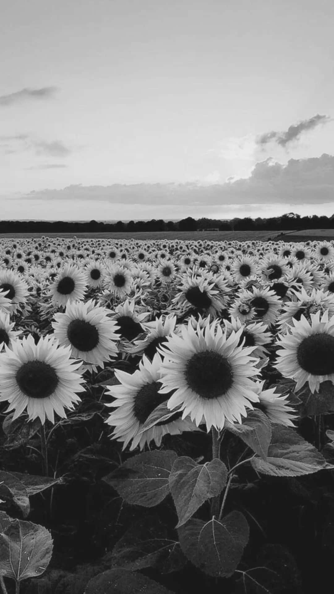 Black And White Sun Flower Garden iPhone Wallpaper