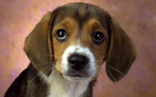 Blackberry iPad Beagle Puppy Portrait Screensaver For Kindle3 And Dx