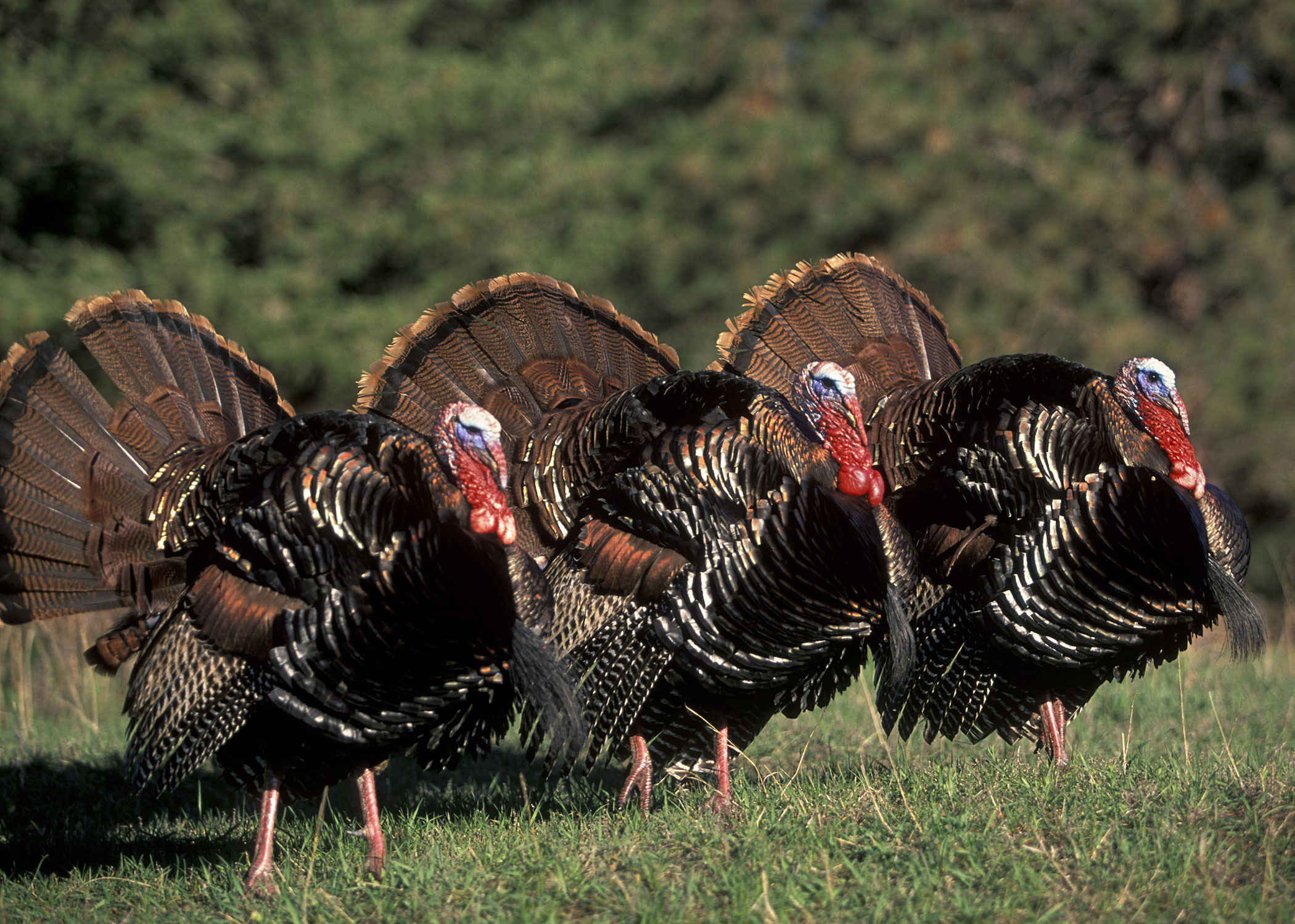 Ohio Spring Turkey Season Underway Realtree