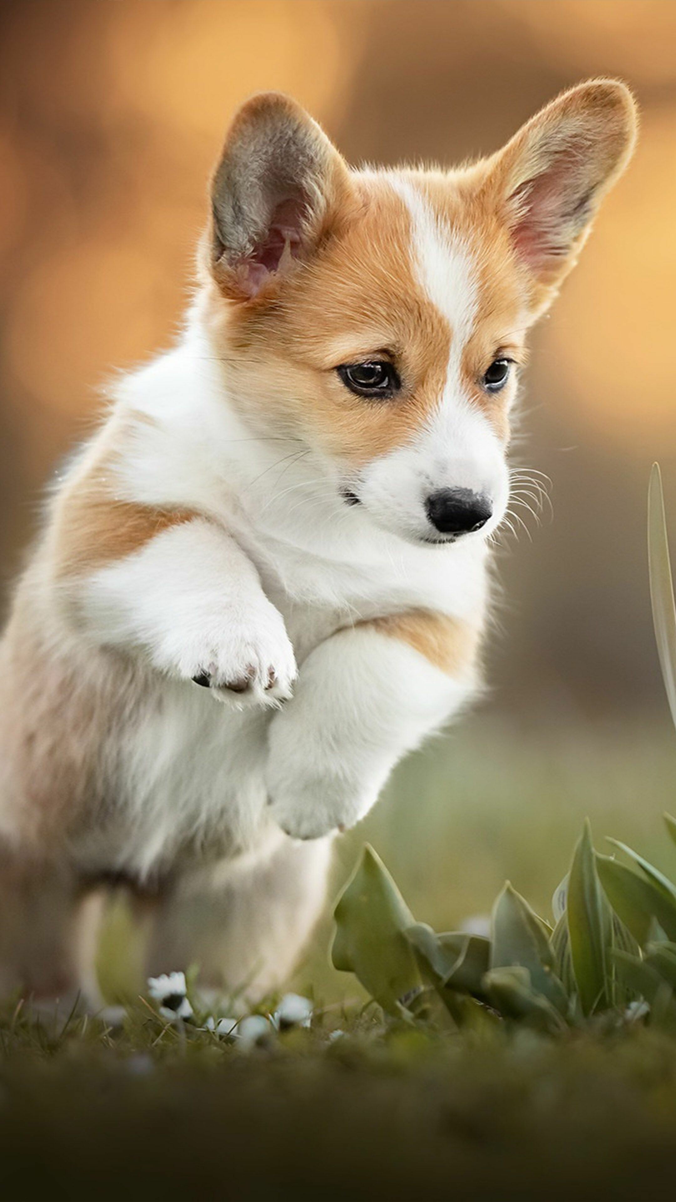 Samsung 4k Corgi Background Wallpaper