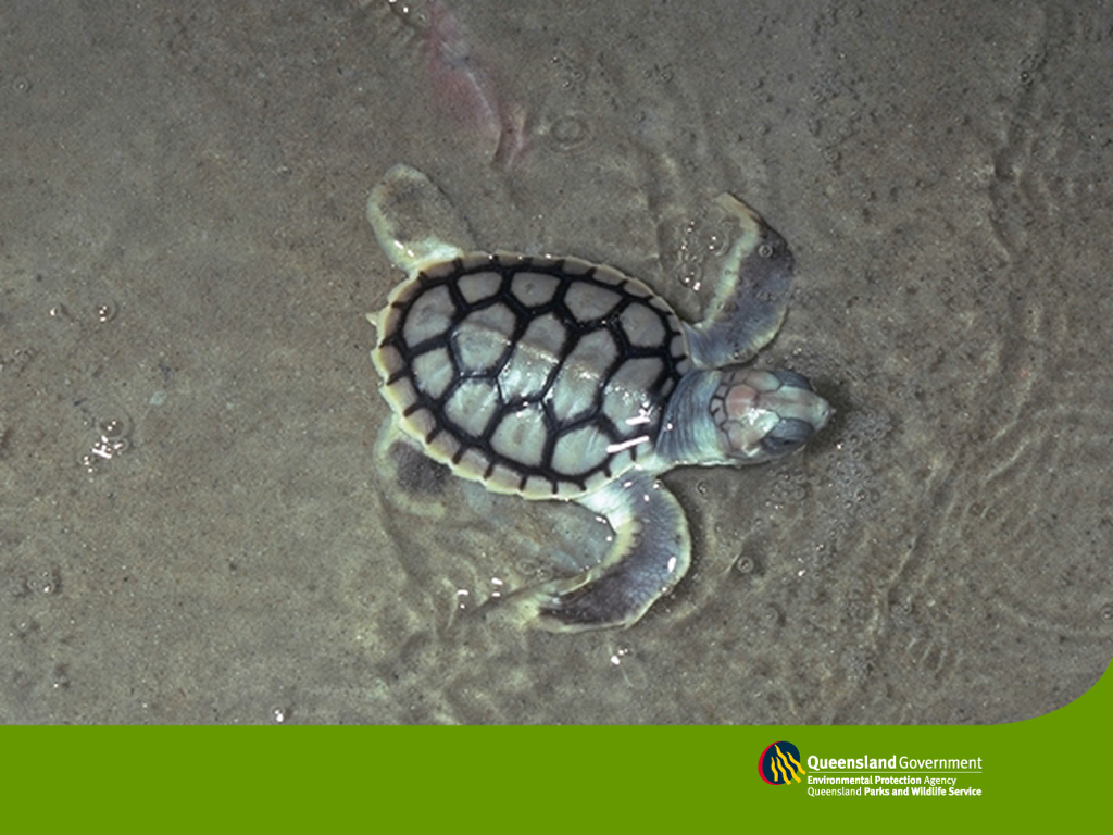 Kapanlagi Wallpaper Sea Turtle Baby