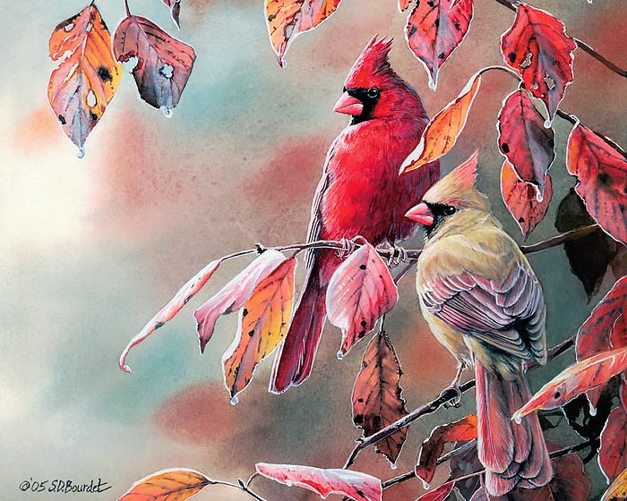 Wallpaper Sea Cardinal