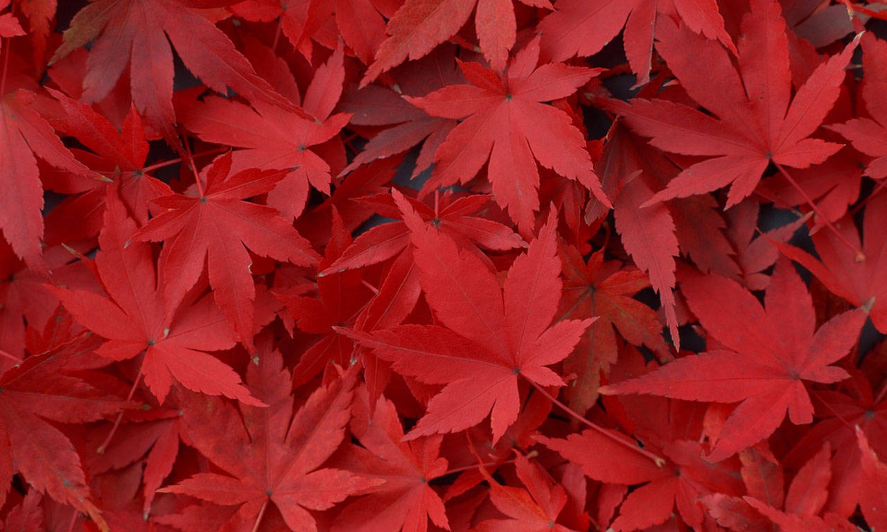 Maple Leaf Desktop Wallpaper HD Background Of Your