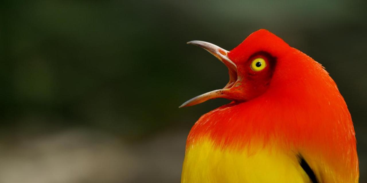 Bowerbird Wallpaper Animal Hq Pictures 4k