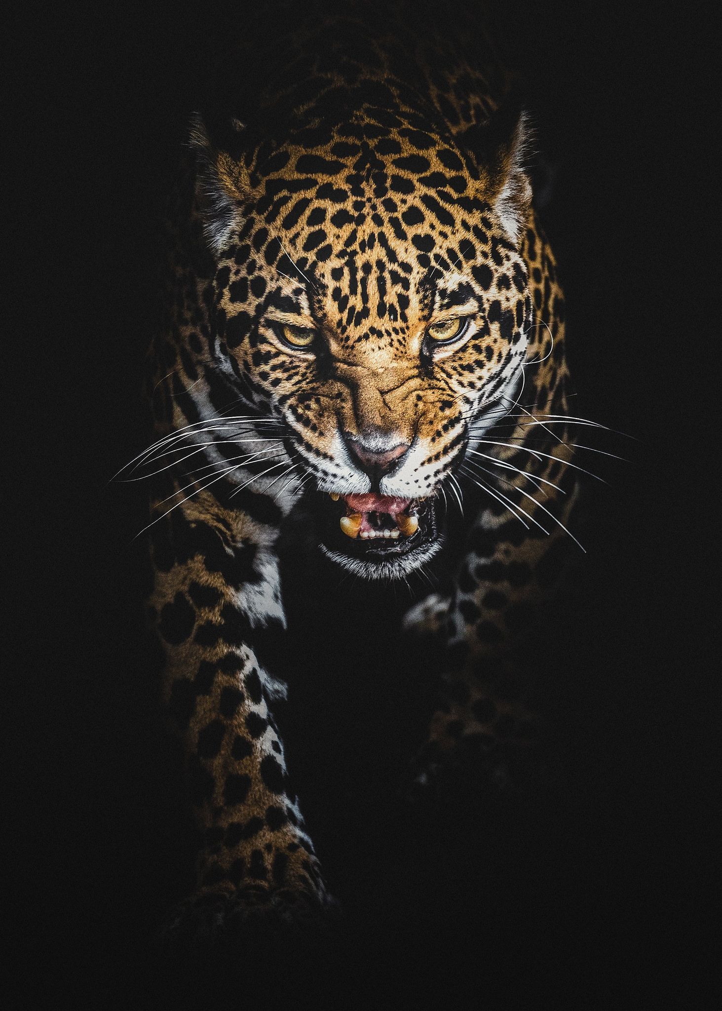 Jaguars Wallpaper