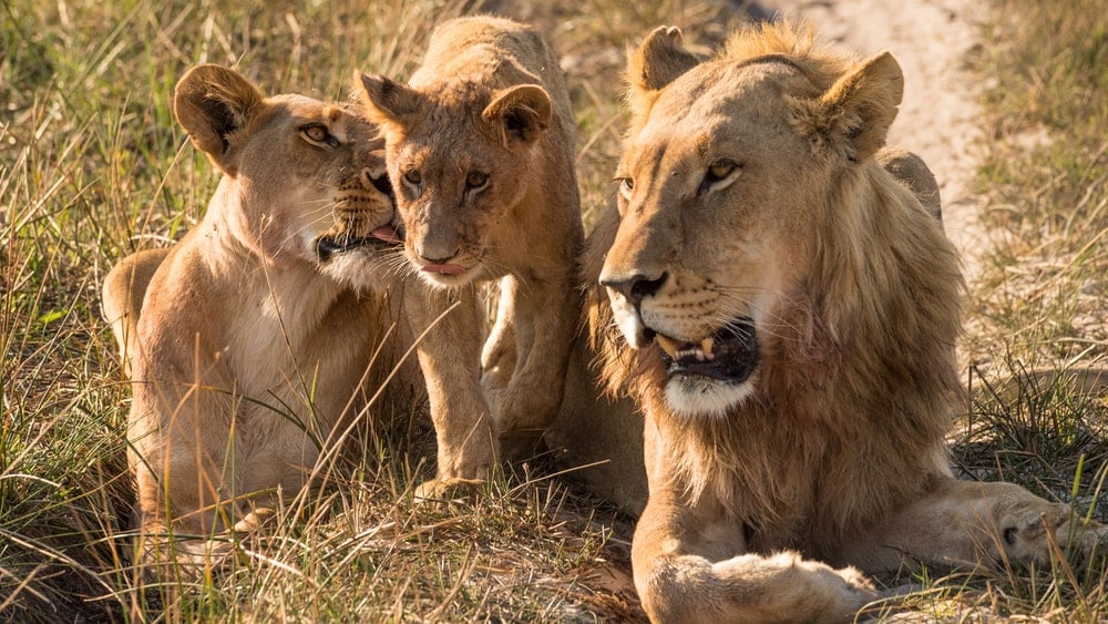 Lion Family Pictures Download Images on Unsplash 1000x563