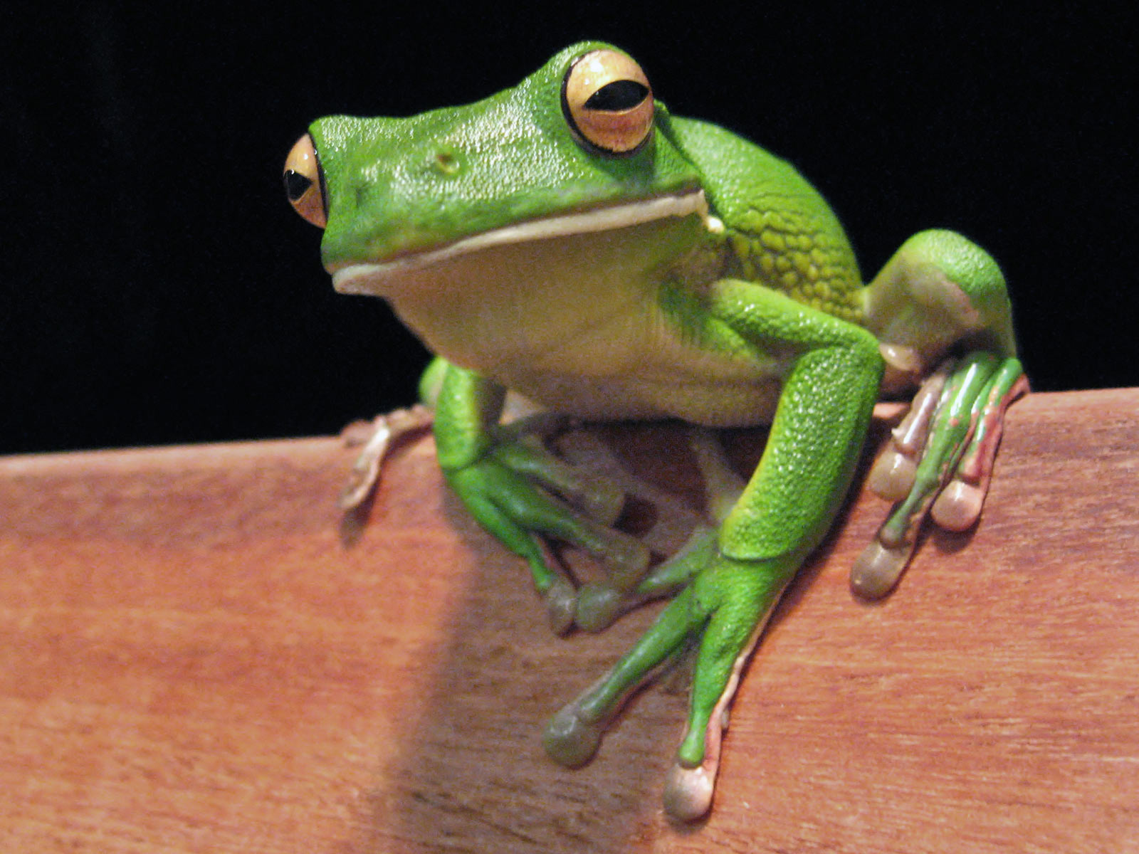 Lipped Tree Frog Desktop Wallpaper HD
