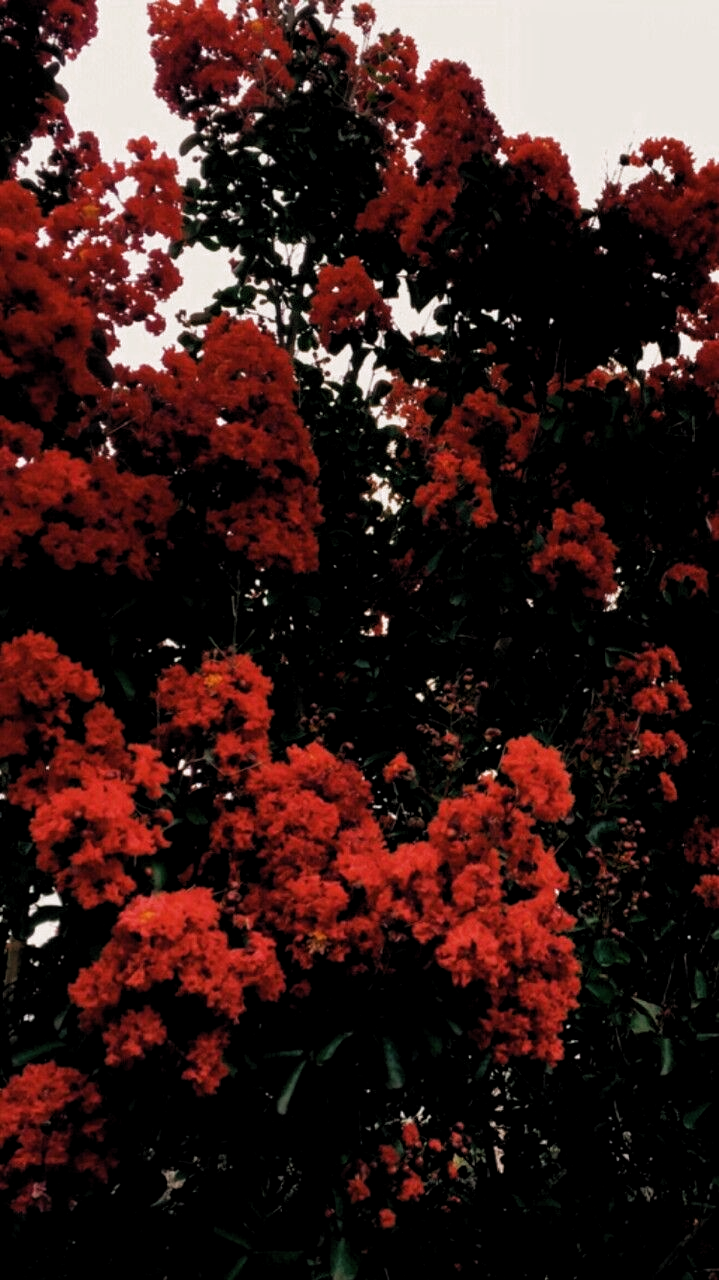 Red Flowers Wallpaper