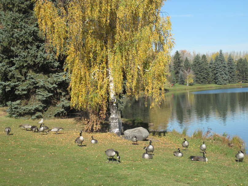 Canada Geese At The Park Edmonton Albe Wallpaper