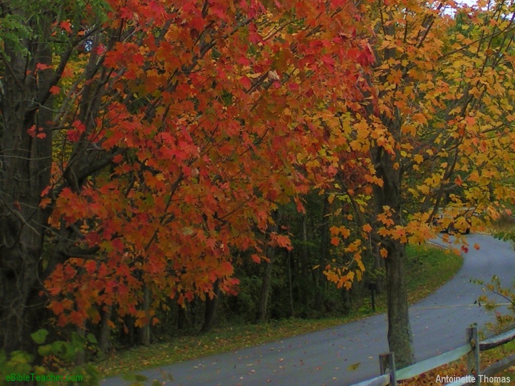Autumn Country Road Nga