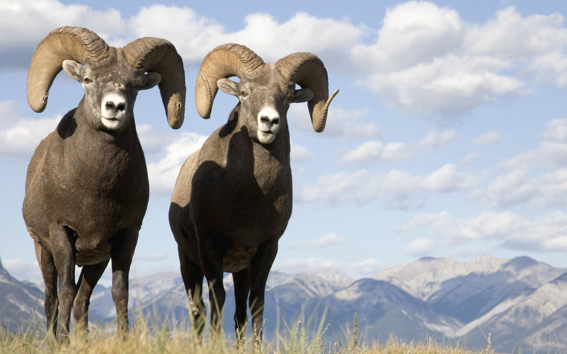 Bighorn Sheep Puter Wallpaper Desktop Background