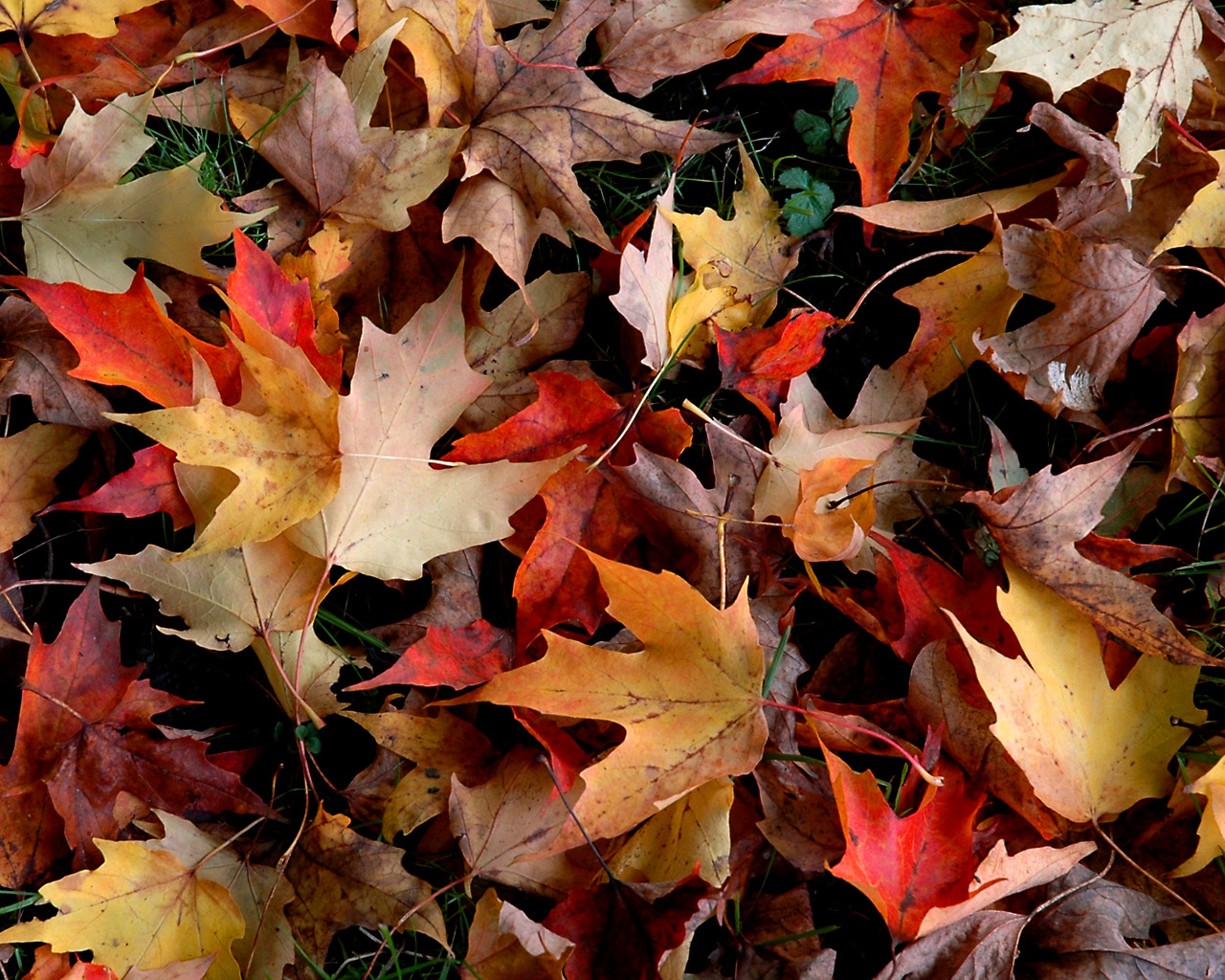 Autumn Wallpaper