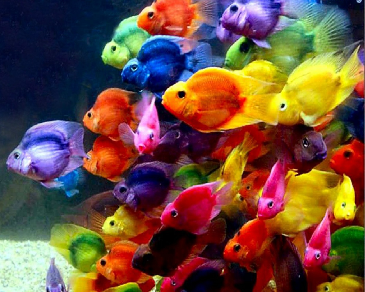 Fish Wallpaper HD Tropical Colors Colorful