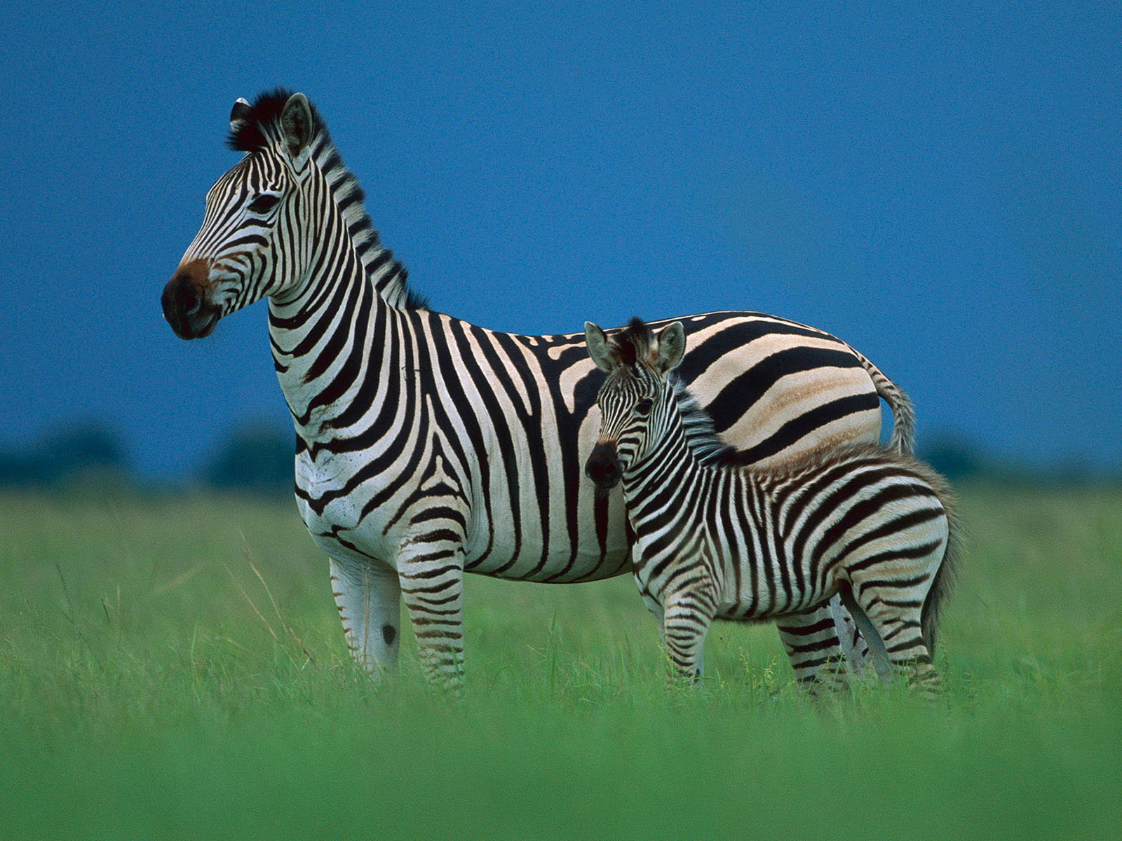 Wildlife Zebra HD Wallpaper