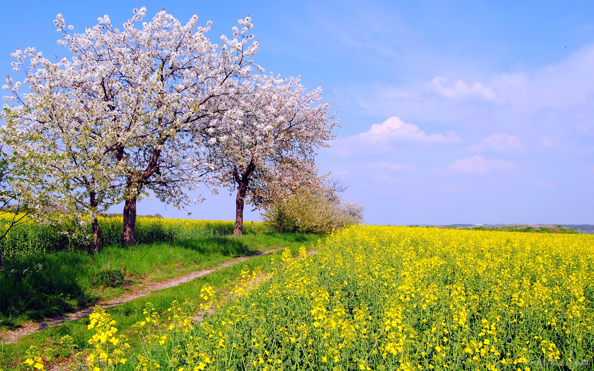 Spring Widescreen Wallpaper Which Is Under The
