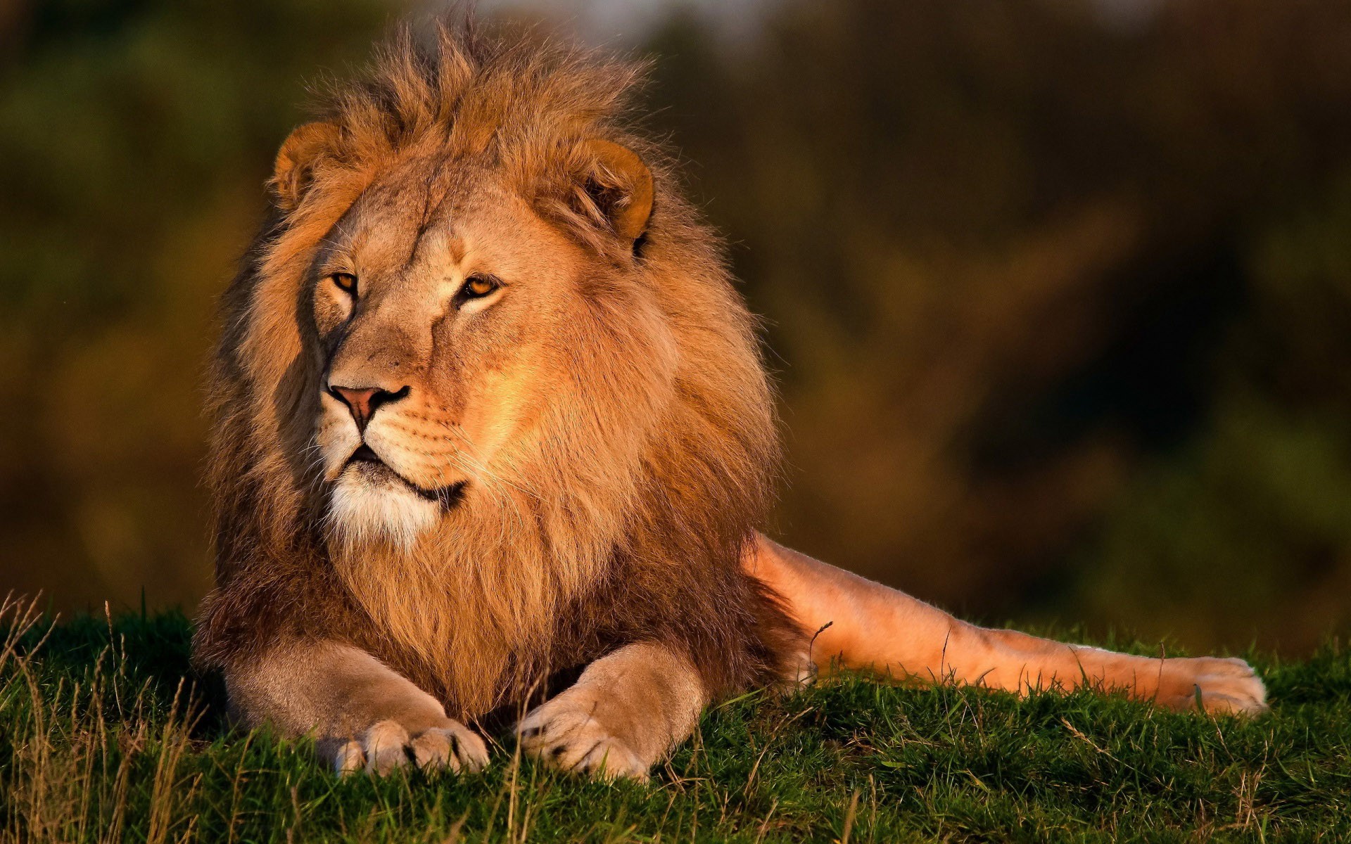 Lion Ethiopia National Animal Full Desktop Background
