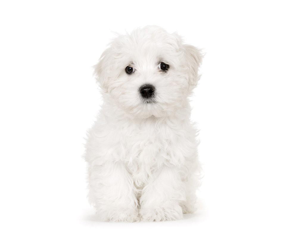 White Puppy Wallpaper Gallery Of