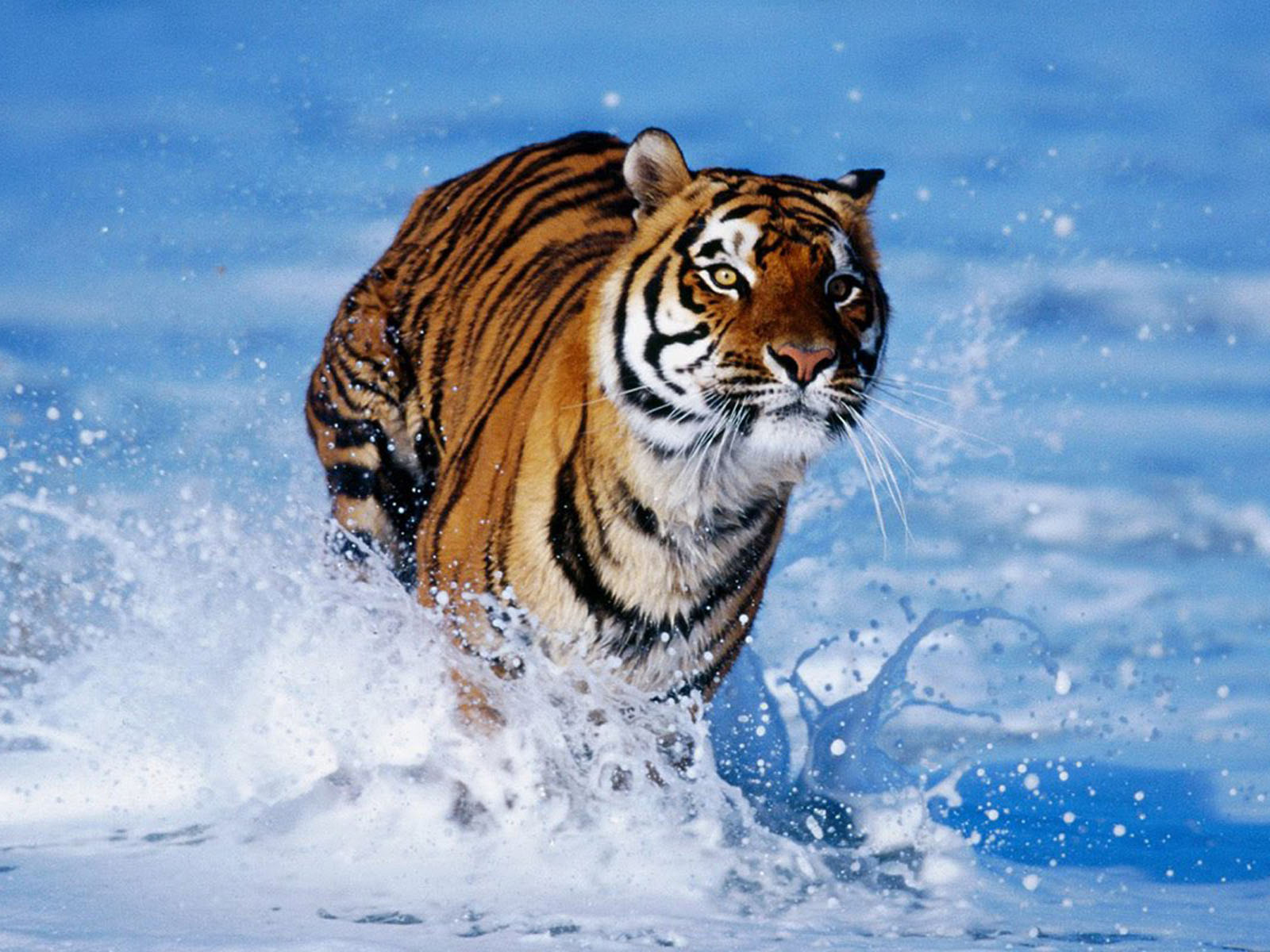 Tag Bengal Tiger WallpapersBackgrounds Photos Images and Pictures 1600x1200