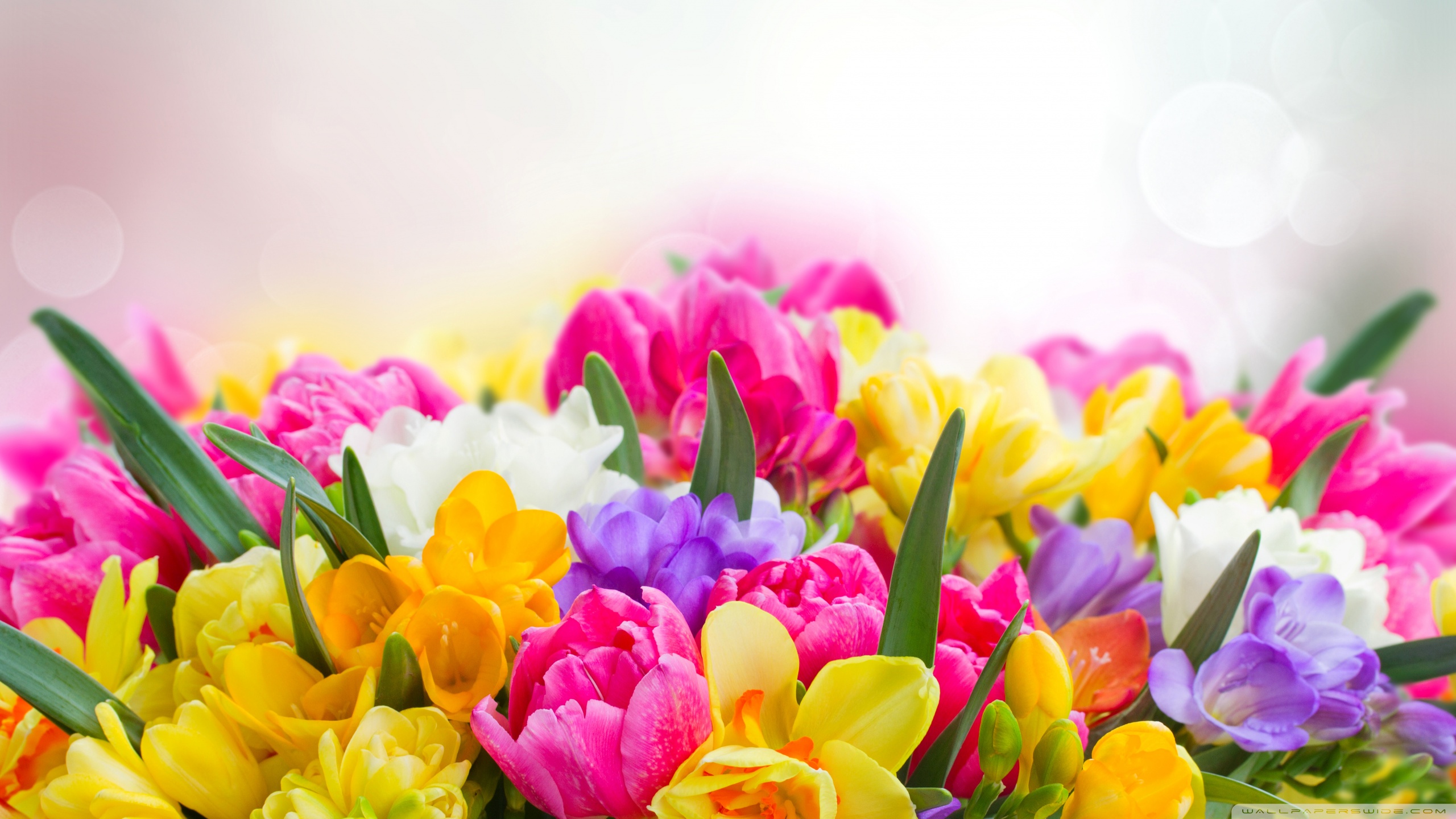 Beautiful Spring Flowers 4k HD Desktop Wallpaper For Ultra