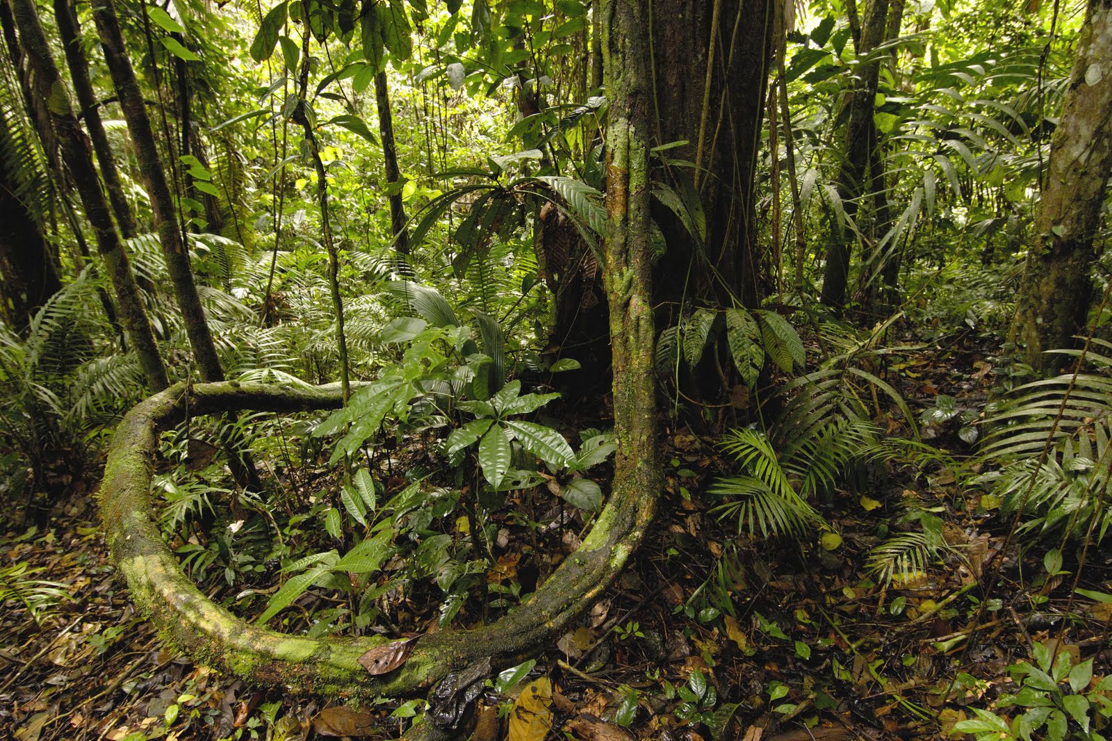 Amazon Rainforest World Beauty