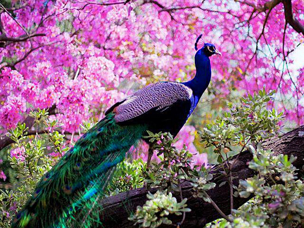 Beautiful And Amazing Peacock Wallpaper For