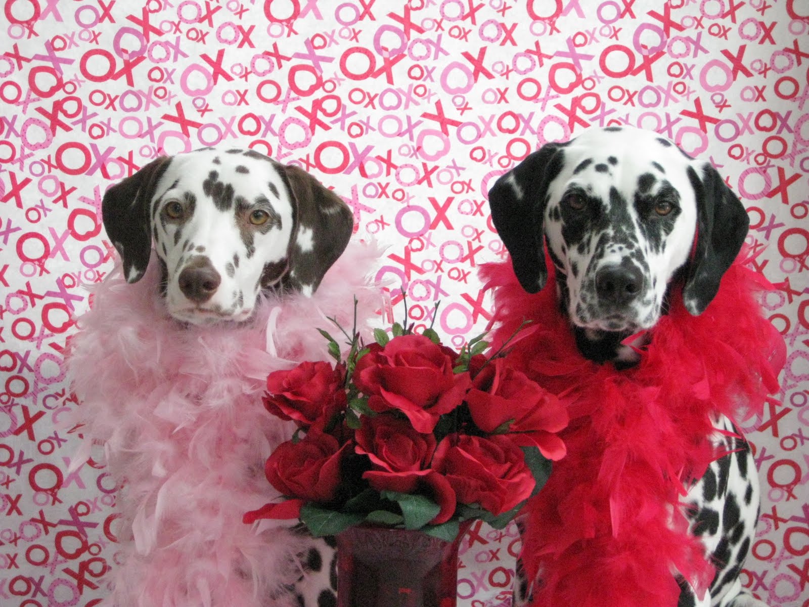 Valentine S Pet Wallpaper At Wallpaperbro