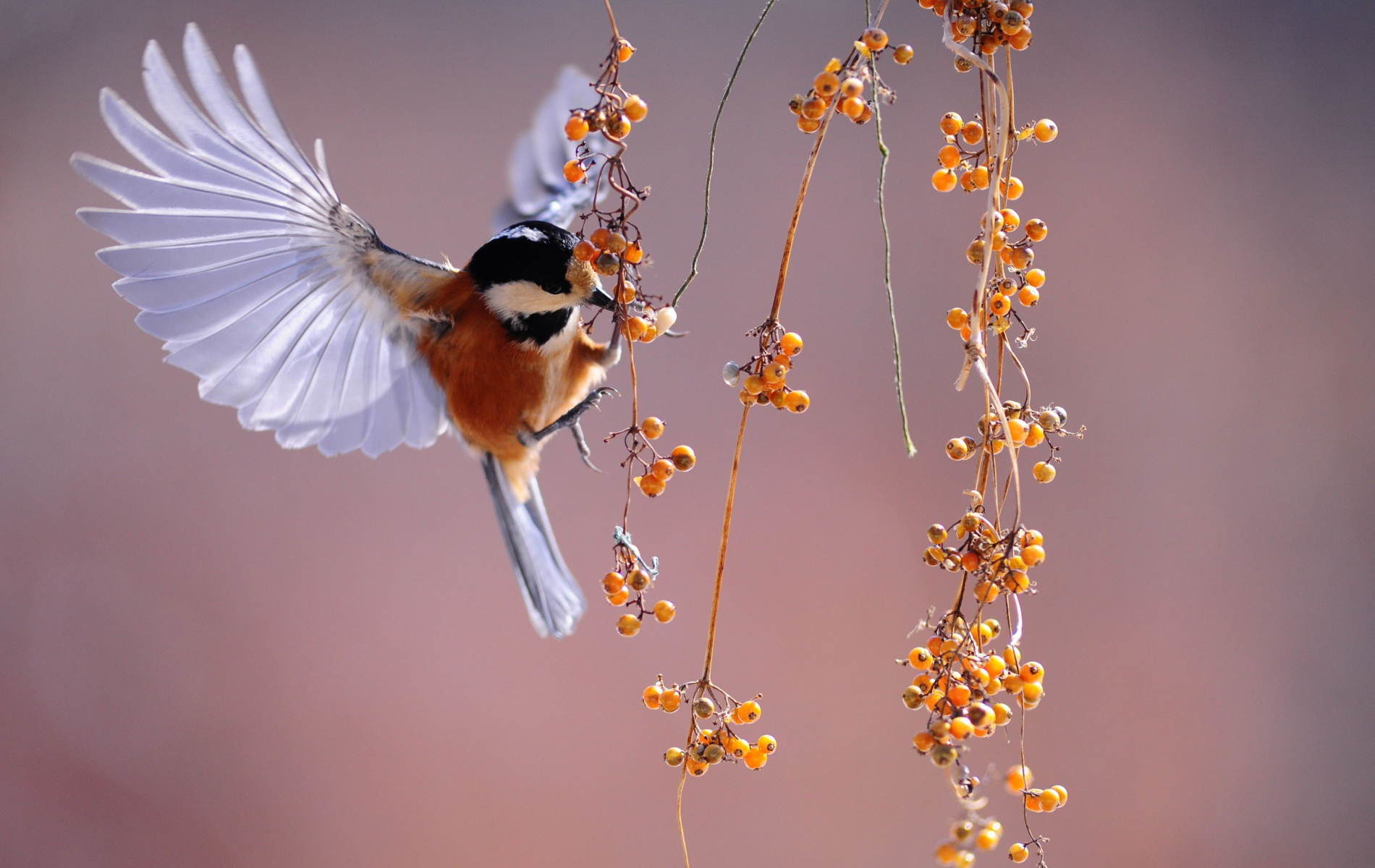 Flying Bird Wallpaper Desktop