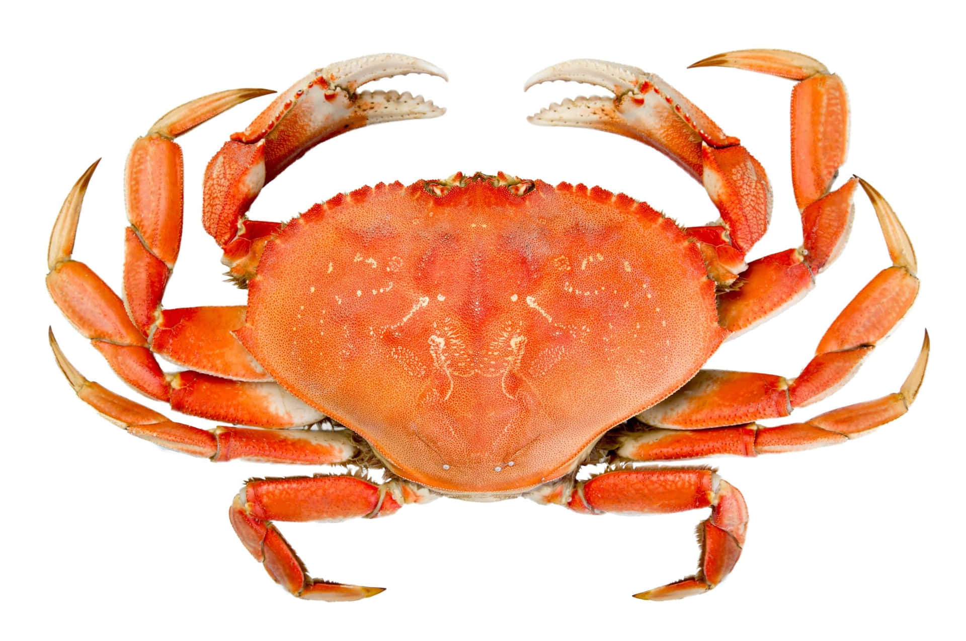 Dungeness Crab Top Wallpaper