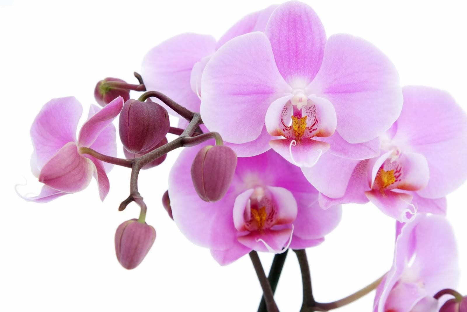 Attractive Pink Orchids Wallpaper