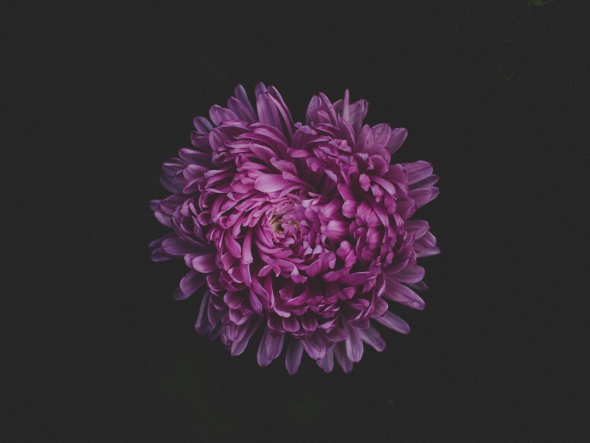 Aster Flower Purple Dark Background Toppng