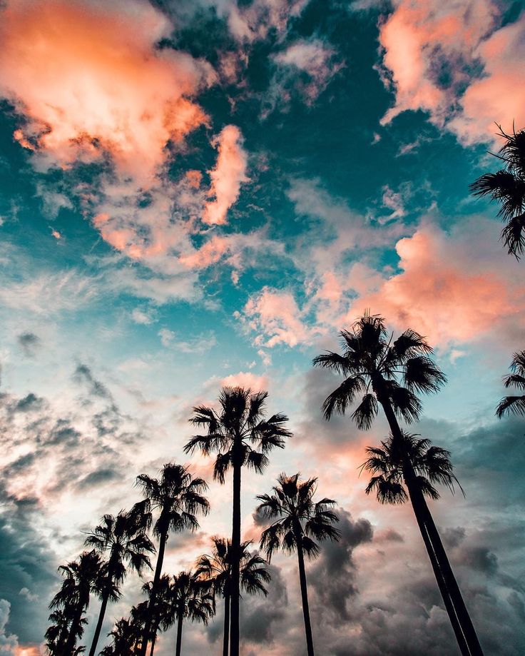 La Wallpaper iPhone Tree