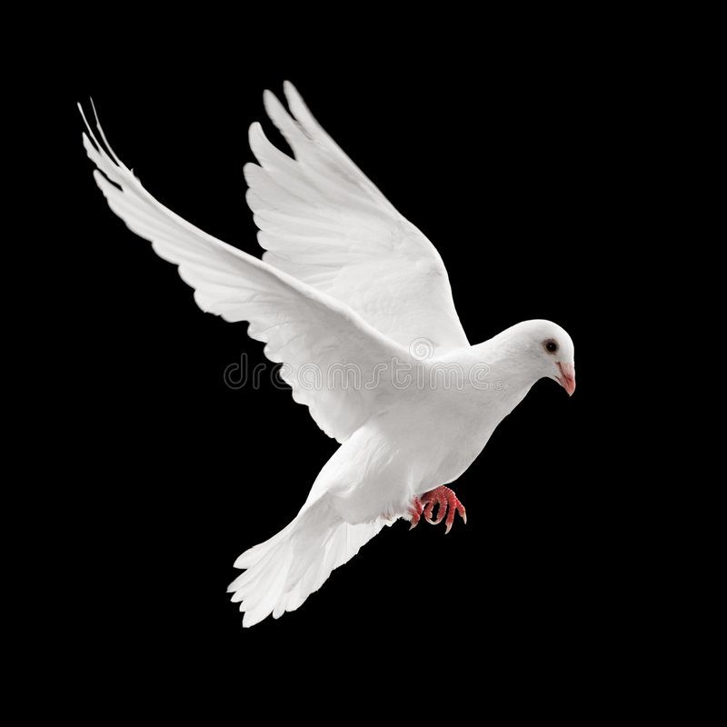 Flying Pigeon White Dove Isolated On Black Background