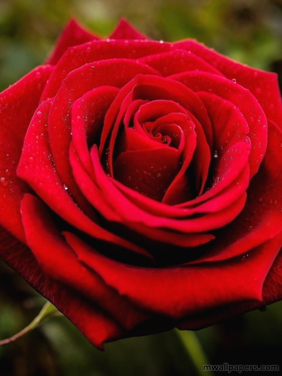 Rose HD Wallpaper 1080p