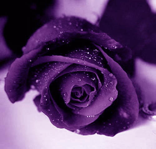 Love Color Me Roses The Purple Rose