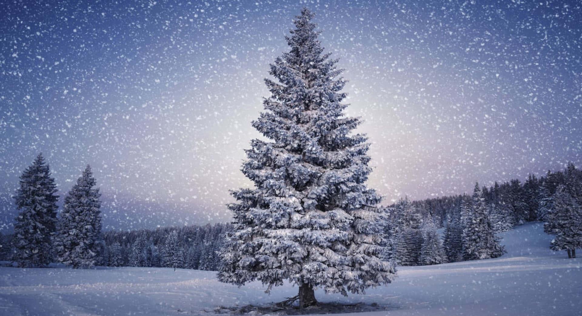 Download Pine Tree In 4k Winter Background