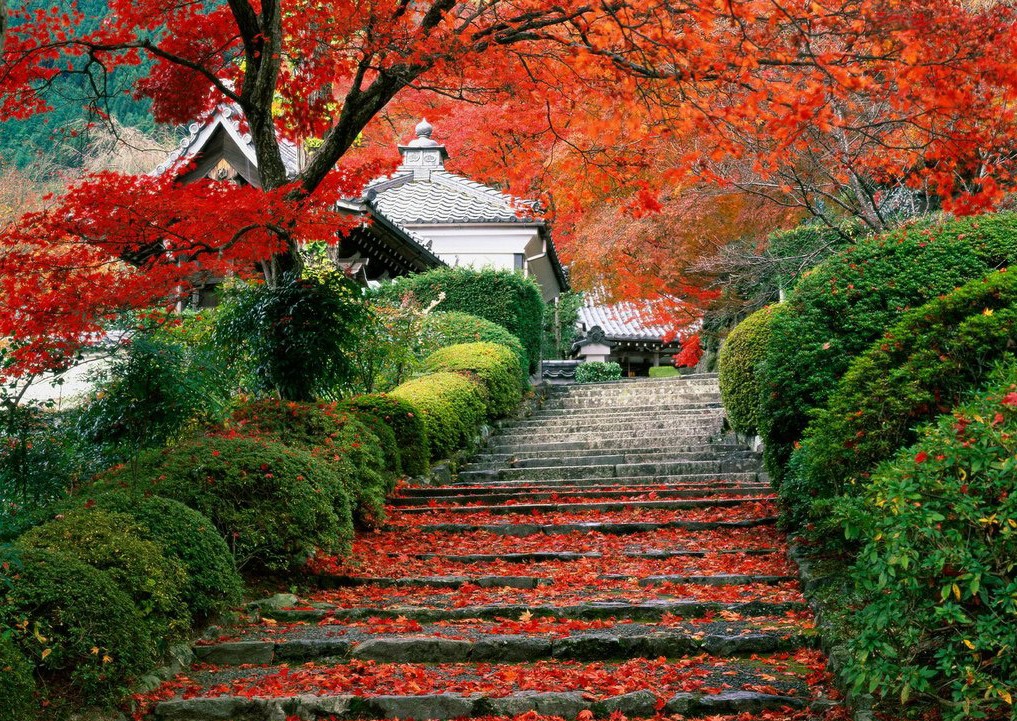 Fall Wallpaper Background3 Jpg
