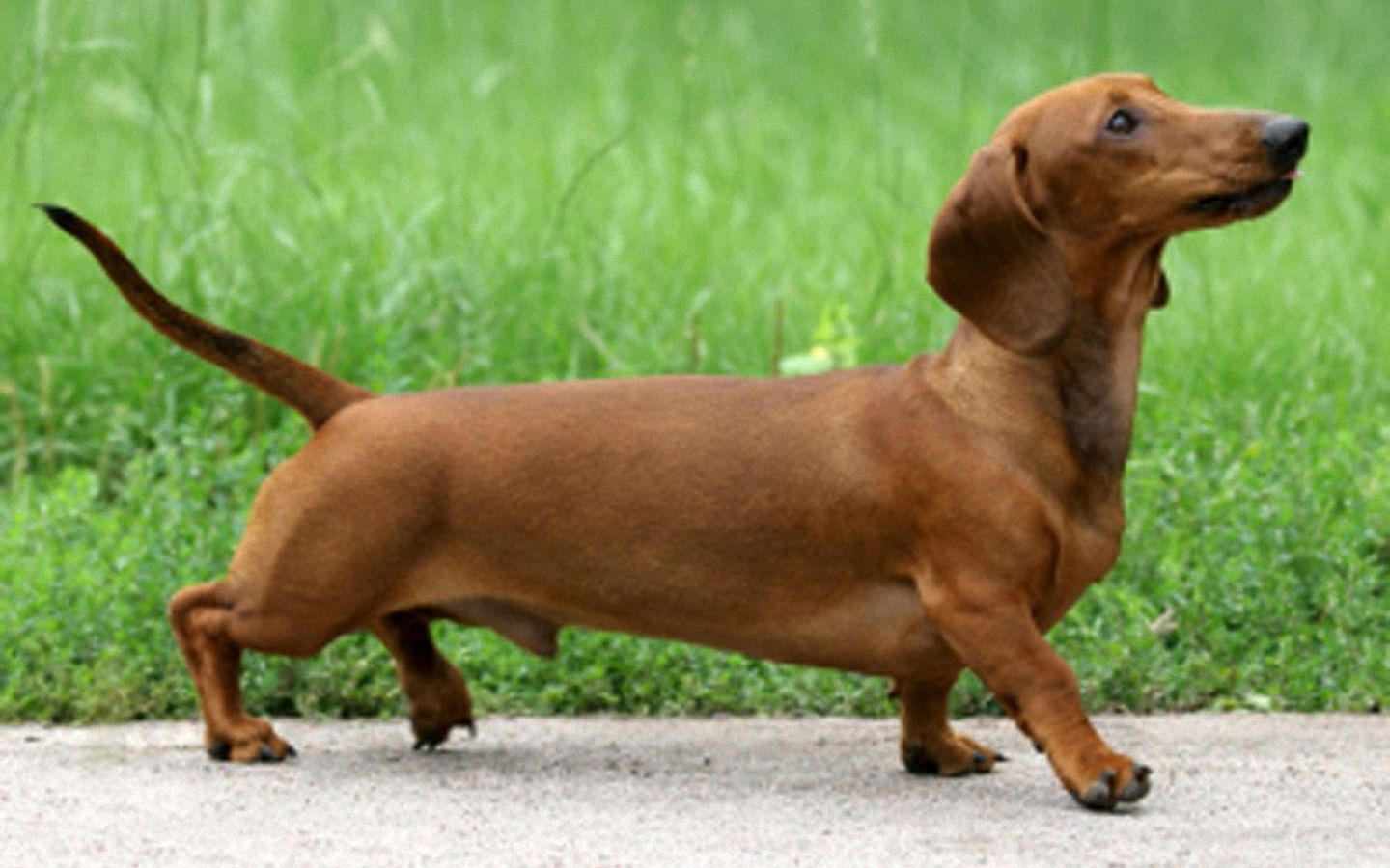Wallpaper Dachshund Pictures