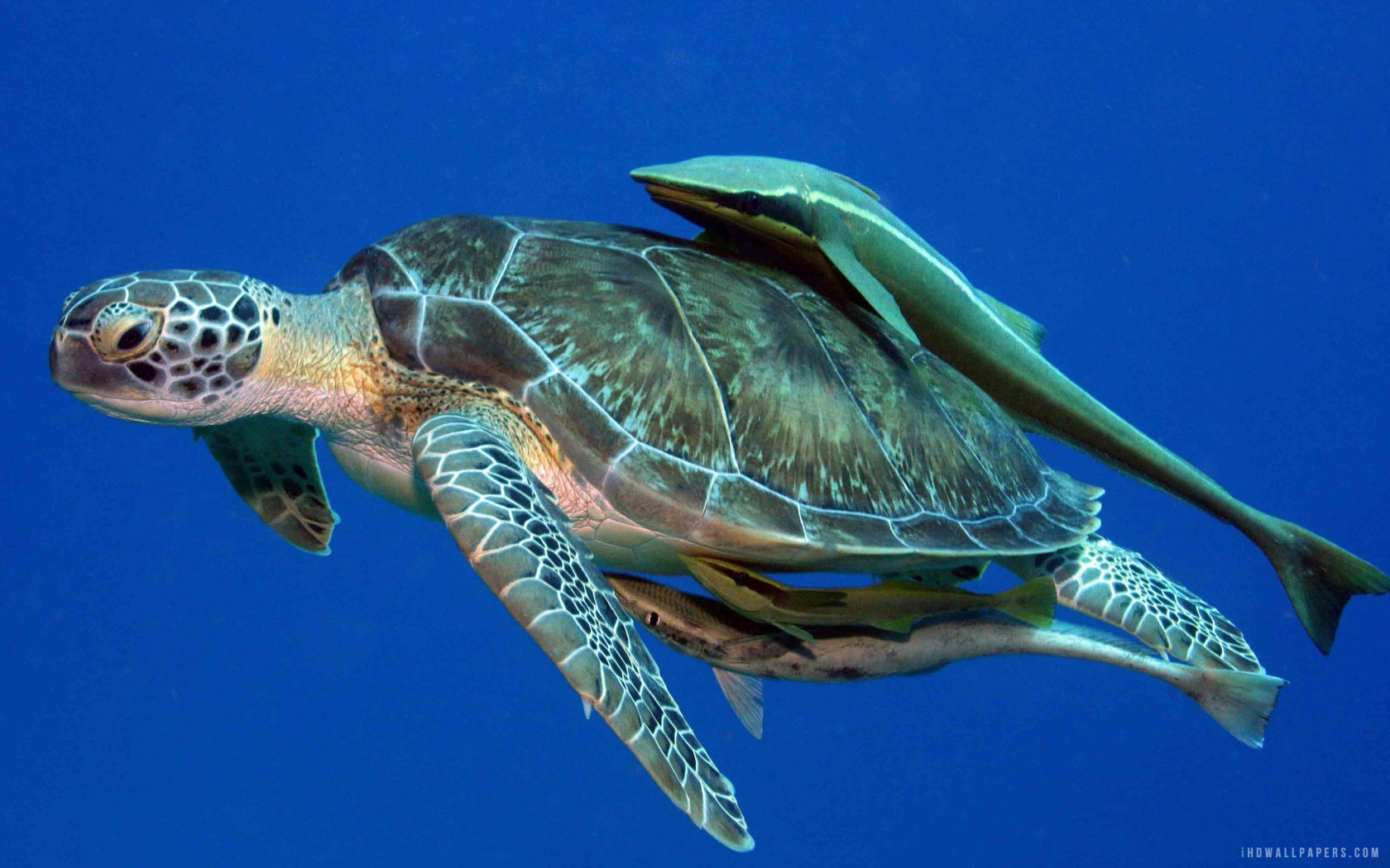 Sea Turtle And Remoras Thumb HD Wallpaper IHD
