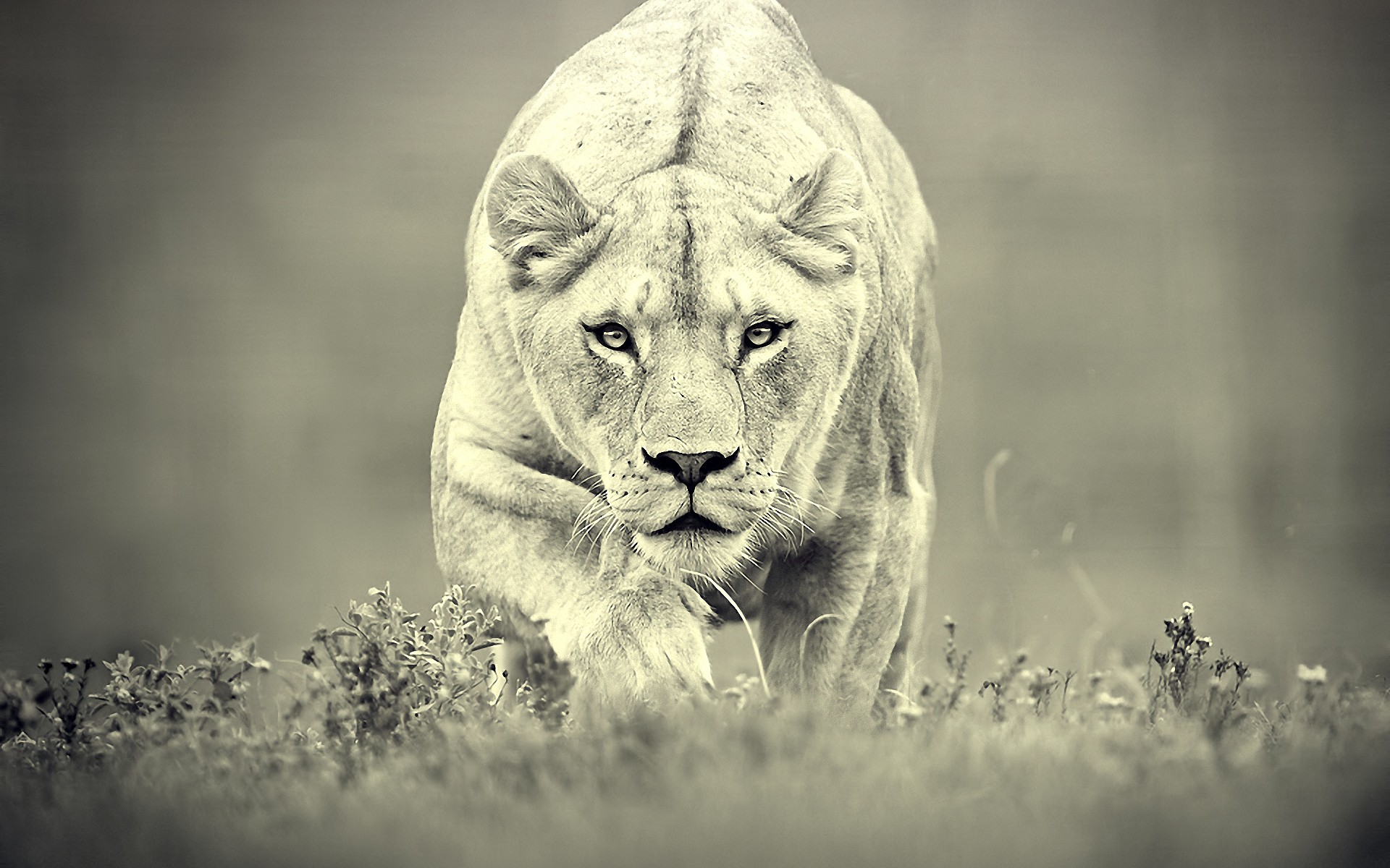 White Lioness Wallpaper Wallpaperz Co
