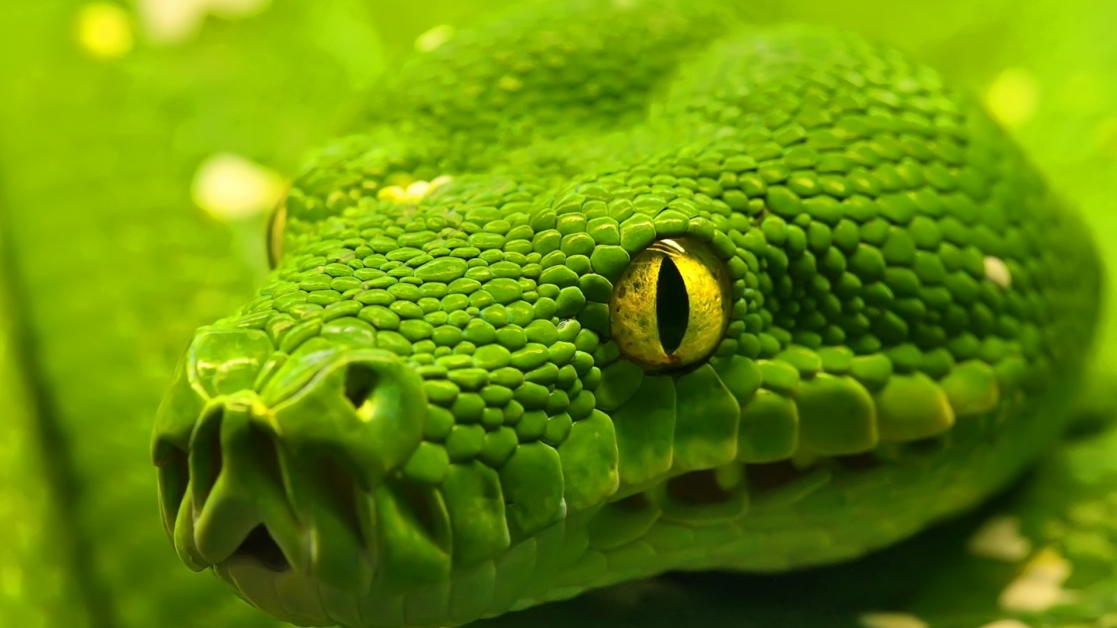 HDej Desktop Wallpaper Green Snake Dieren