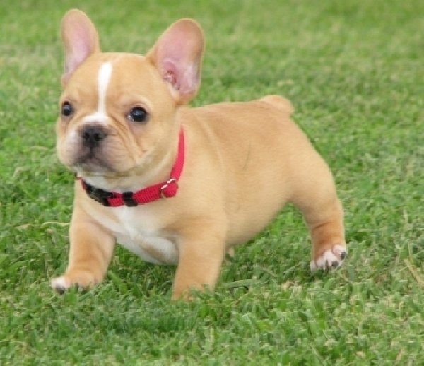Cute French Bulldog Puppies For Sale Offer New York City
