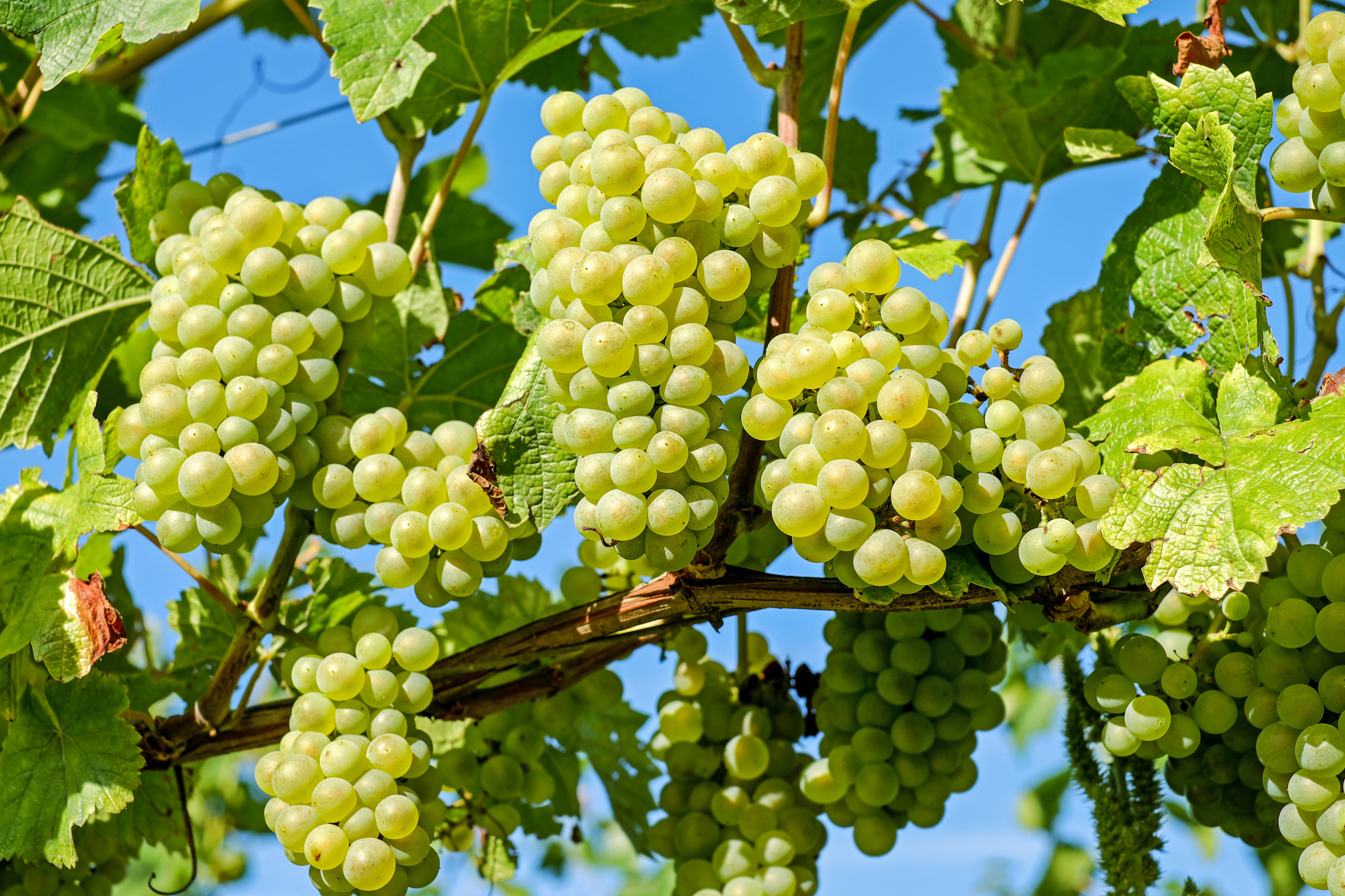 Fruit Food Grapes 4k Ultra HD Wallpaper By Couleur