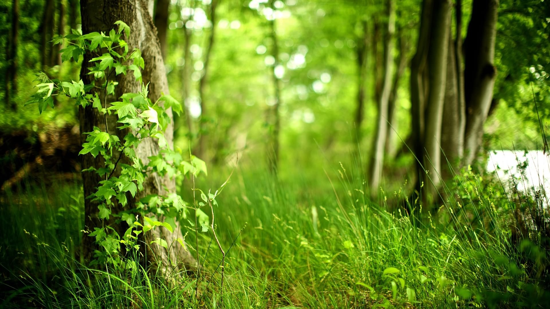 Forest Background Image Fresh HD Px High