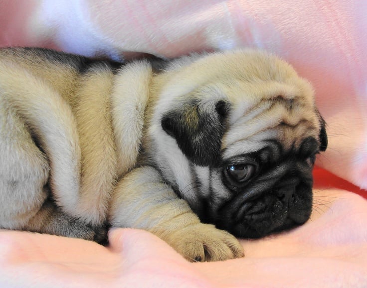 Pugs Puppies Rolls Happen Kinda Adorable