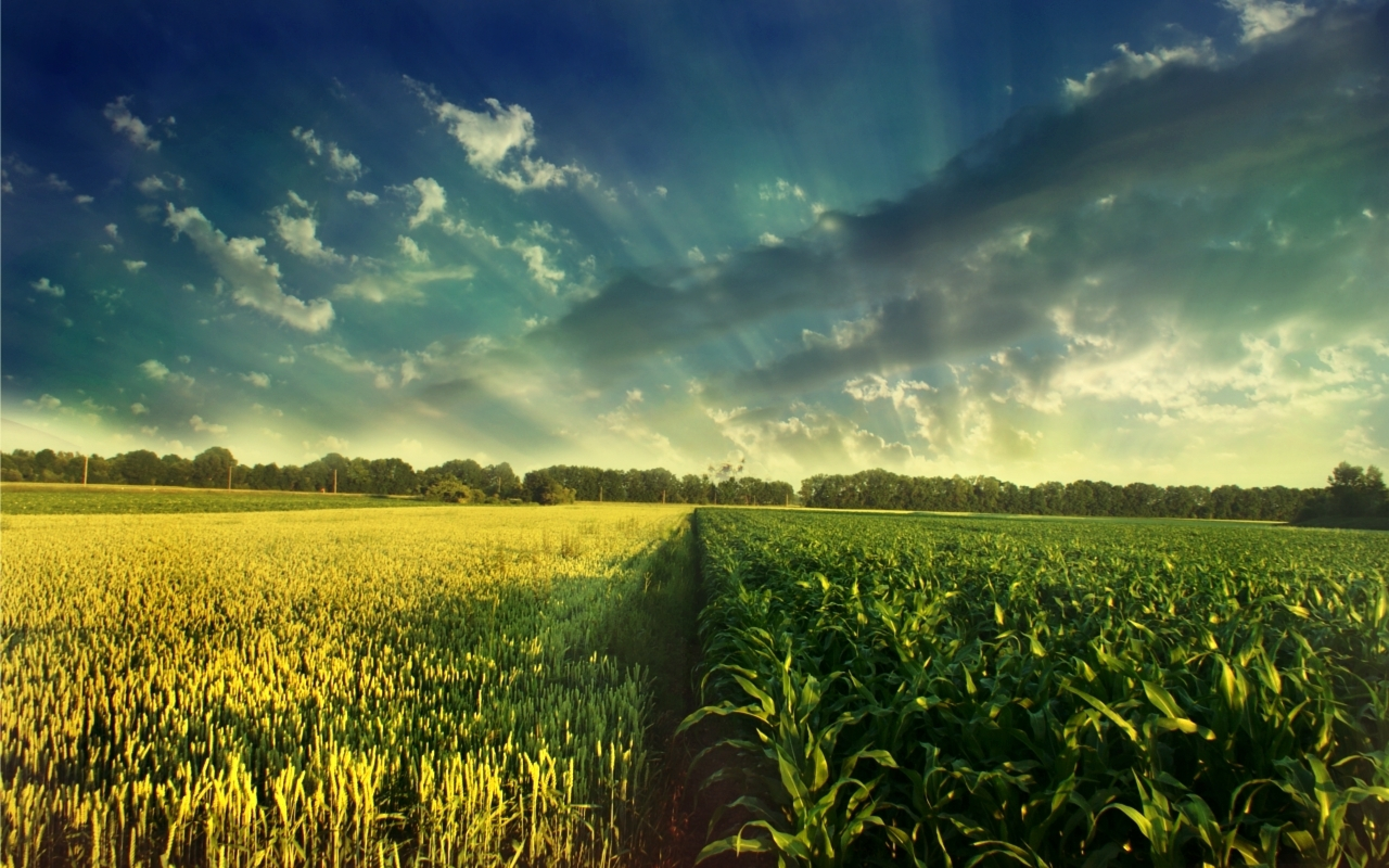 Corn Field Background Wallpaper