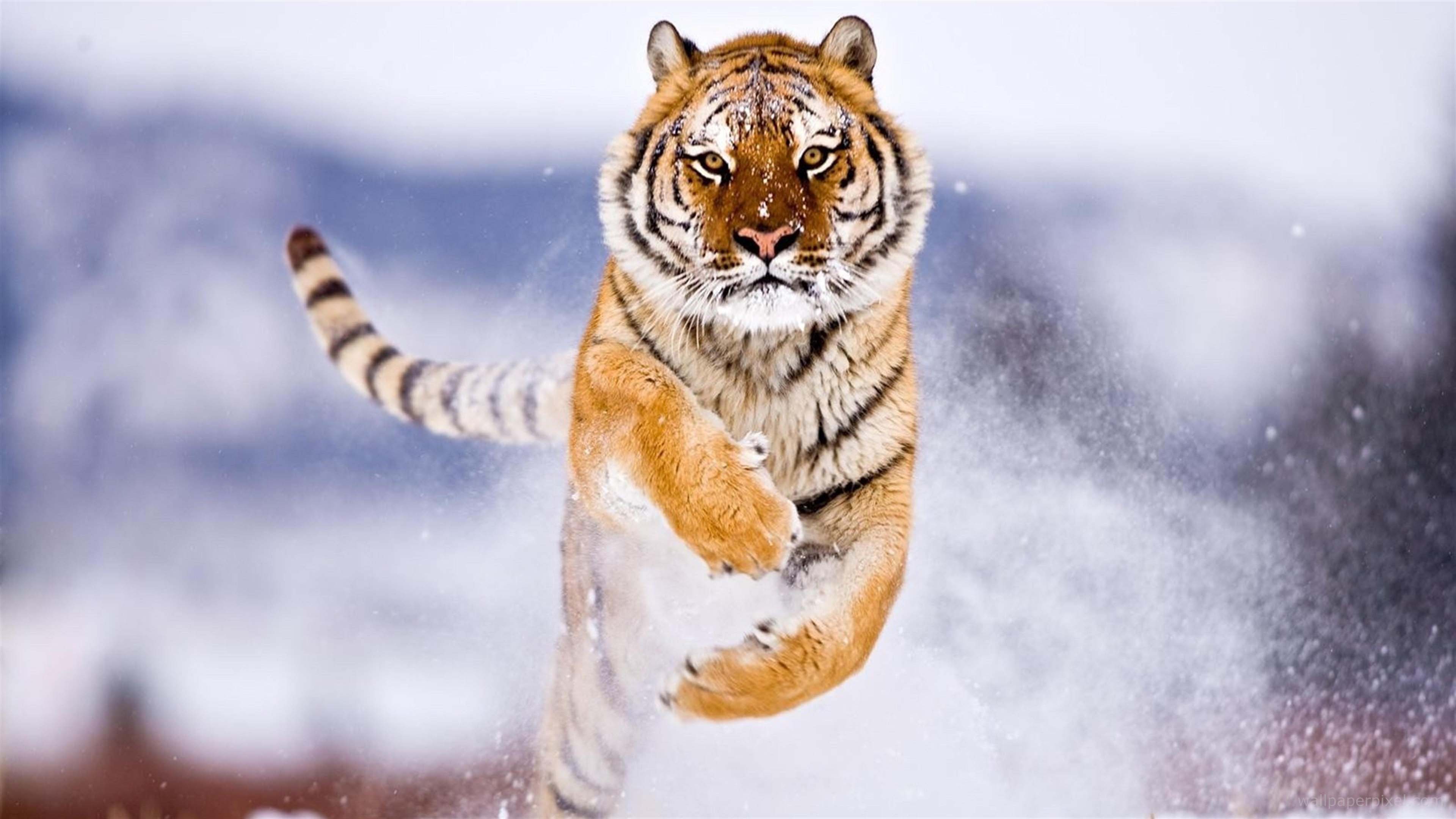 HD Wallpaper Of Majestic Animals From Around The Globe