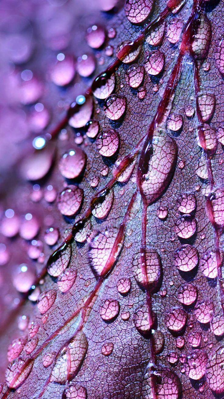 Purple iPhone Wallpaper HD Lockscreen Dewdrops Drops Water