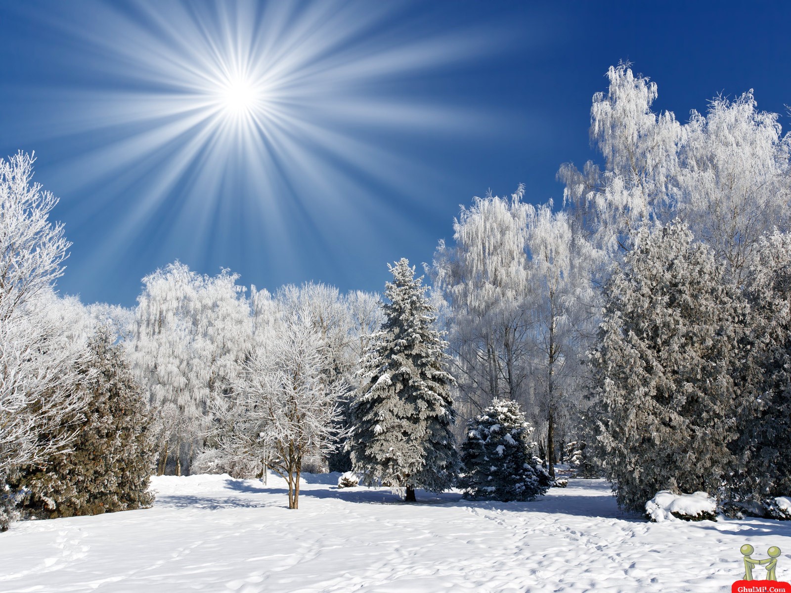 Sun Shines On Snow Trees Nature Wallpaper HD